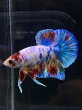 Load image into Gallery viewer, Male Halfmoon Plakat - Candy #495 - Live Betta Fish
