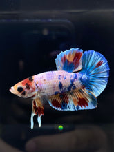 Load image into Gallery viewer, Male Halfmoon Plakat - Candy #495 - Live Betta Fish
