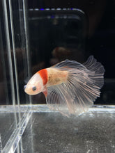 Load image into Gallery viewer, Male Halfmoon - Tancho #830 - Live Betta Fish
