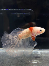 Load image into Gallery viewer, Male Halfmoon - Tancho #830 - Live Betta Fish
