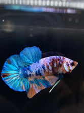 Load image into Gallery viewer, Male Halfmoon Plakat - Candy #832 - Live Betta Fish

