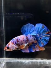 Load image into Gallery viewer, Male Halfmoon Plakat - Candy #832 - Live Betta Fish
