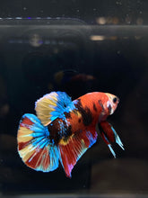 Load image into Gallery viewer, Male Halfmoon Plakat - Galaxy #837 - Live Betta Fish
