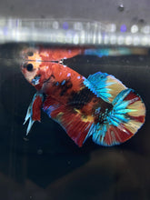 Load image into Gallery viewer, Male Halfmoon Plakat - Galaxy #837 - Live Betta Fish
