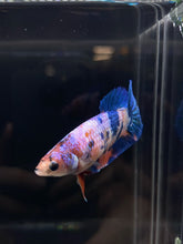 Load image into Gallery viewer, Female Halfmoon Plakat - Candy #865 - Live Betta Fish
