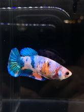 Load image into Gallery viewer, Female Halfmoon Plakat - Candy #865 - Live Betta Fish
