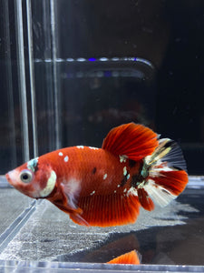 Male Halfmoon Plakat - Red Gold Glitter #915 - Live Betta Fish