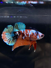 Load image into Gallery viewer, Male Halfmoon Plakat - Multicolor #924 - Live Betta Fish
