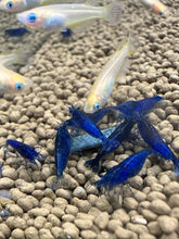 Load image into Gallery viewer, Blue Dream Shrimp - 10 Pack +2 FREE SHIPPING
