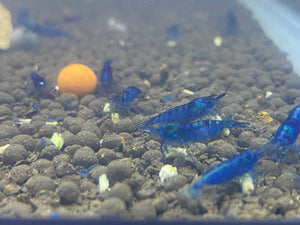 Blue Dream Shrimp - 10 Pack +2 FREE SHIPPING