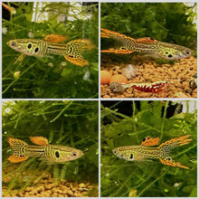 Load image into Gallery viewer, Endlers - 3 Pack