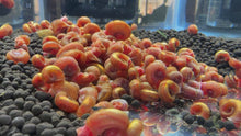 Load and play video in Gallery viewer, Orange Ramshorn Snail - 5 Snails
