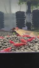 Load and play video in Gallery viewer, Red Fire Shrimp - 10 Pack + 2 FREE SHIPPING
