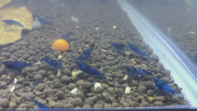 Load and play video in Gallery viewer, Blue Dream Shrimp - 5 Pack
