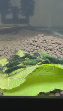 Load and play video in Gallery viewer, Green Jade Shrimp - 10 Pack + 2 for FREE SHIPPING
