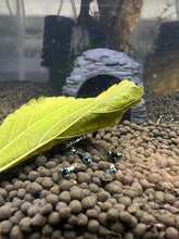 Load image into Gallery viewer, Black Pinto Shrimp - 5 Pack
