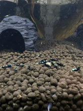 Load image into Gallery viewer, Black Pinto Shrimp - 5 Pack
