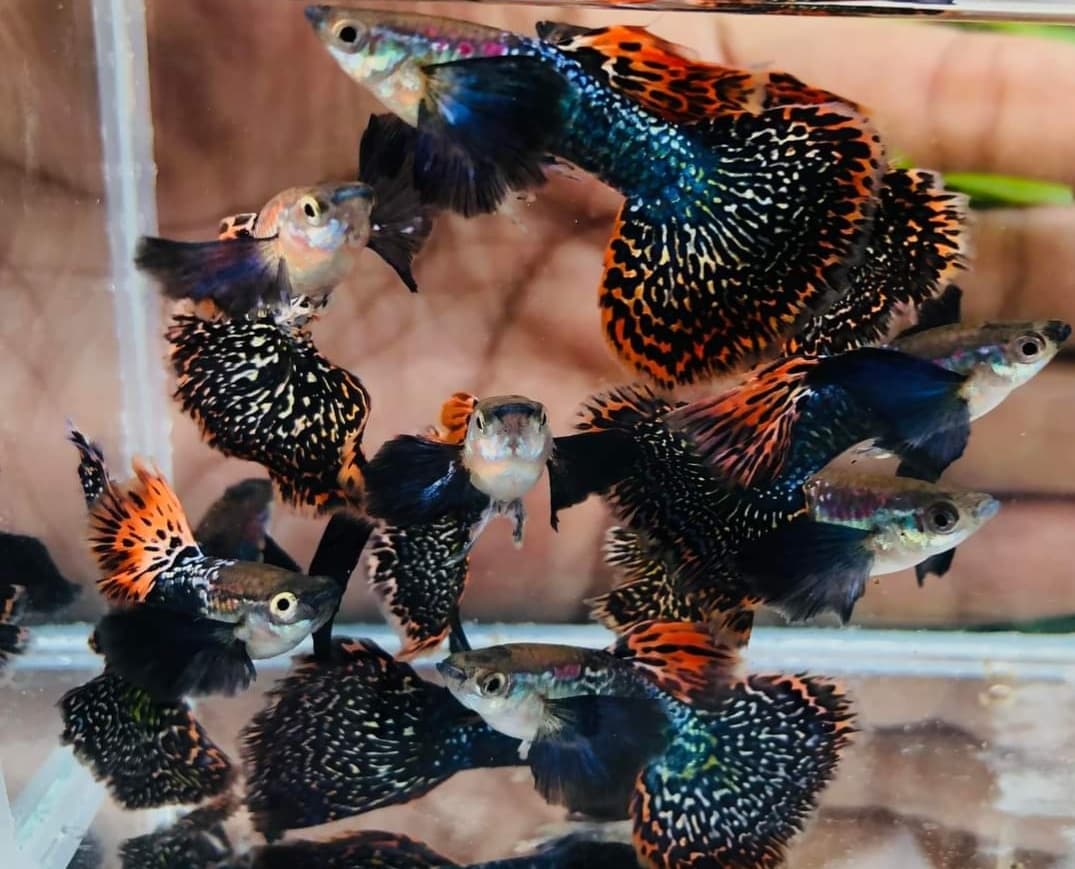 thumbnail image 2 of Rare Dumbo Koi Adult Guppies - 1 Trio (1 Male, 2 Females) - USA Seller, Freshwater 2 of 5