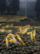 Load image into Gallery viewer, Orange Rili Shrimp - 10 Pack + 2 FREE SHIPPING
