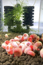 Load image into Gallery viewer, Pink Ramshorn Snail - 5 Snails
