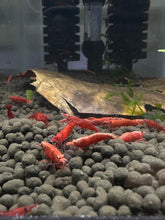 Load image into Gallery viewer, Red Fire Shrimp - 10 Pack + 2 FREE SHIPPING
