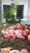 Load and play video in Gallery viewer, Pink Ramshorn Snail - 5 Snails
