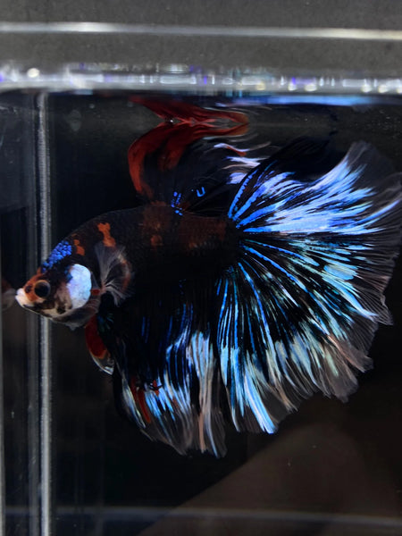 The Enchanting World of Betta Fish: A Guide to Caring for These Graceful Aquatic Gems