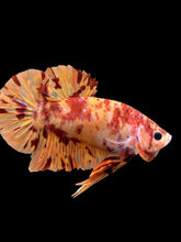 Load image into Gallery viewer, Male Halfmoon Plakat - Fire Nemo #0006 - Live Betta Fish
