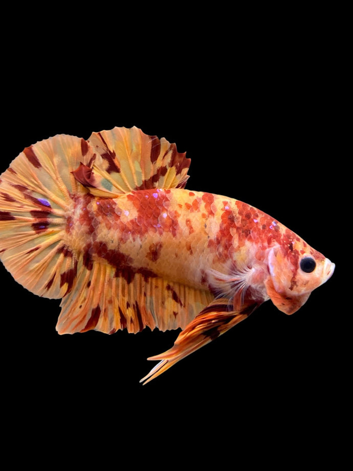 Male Halfmoon Plakat - Fire Nemo #0006 - Live Betta Fish