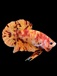 Male Halfmoon Plakat - Fire Nemo #0006 - Live Betta Fish