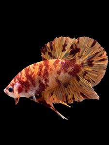 Male Halfmoon Plakat - Fire Nemo #0006 - Live Betta Fish