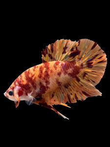 Male Halfmoon Plakat - Fire Nemo #0006 - Live Betta Fish