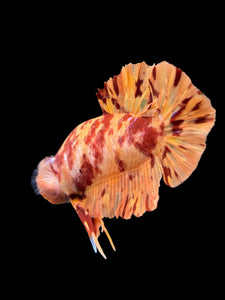 Male Halfmoon Plakat - Fire Nemo #0006 - Live Betta Fish