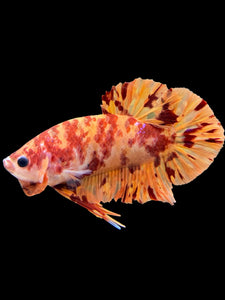 Male Halfmoon Plakat - Fire Nemo #0006 - Live Betta Fish