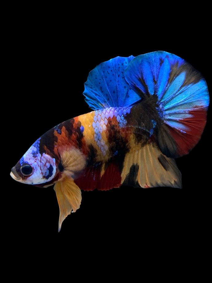 Male Halfmoon Plakat - Multicolor #0009 - Live Betta Fish