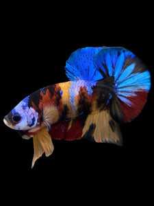 Male Halfmoon Plakat - Multicolor #0009 - Live Betta Fish