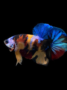 Male Halfmoon Plakat - Multicolor #0009 - Live Betta Fish