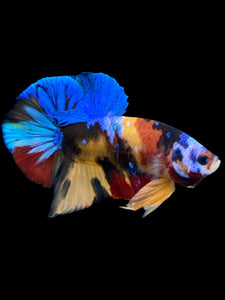 Male Halfmoon Plakat - Multicolor #0009 - Live Betta Fish