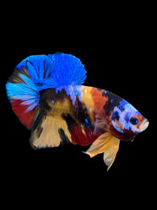 Male Halfmoon Plakat - Multicolor #0009 - Live Betta Fish