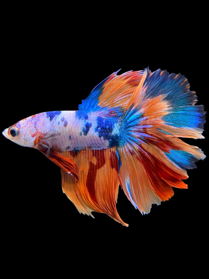 Male Halfmoon - Galaxy #0012 - Live Betta Fish