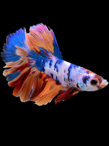 Male Halfmoon - Galaxy #0012 - Live Betta Fish