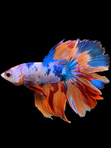 Male Halfmoon - Galaxy #0012 - Live Betta Fish