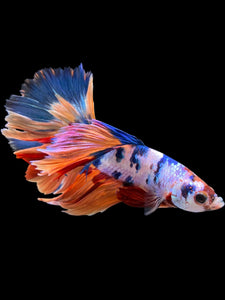 Male Halfmoon - Galaxy #0012 - Live Betta Fish