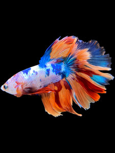 Male Halfmoon - Galaxy #0012 - Live Betta Fish