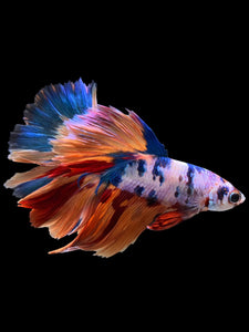 Male Halfmoon - Galaxy #0012 - Live Betta Fish