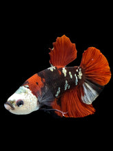 Load image into Gallery viewer, Male Halfmoon Plakat - Red Koi Copper #0016 - Live Betta Fish
