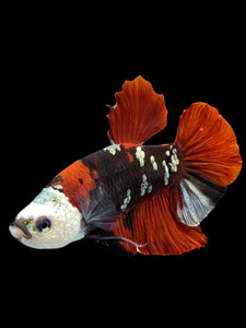 Male Halfmoon Plakat - Red Koi Copper #0016 - Live Betta Fish