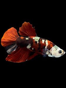 Male Halfmoon Plakat - Red Koi Copper #0016 - Live Betta Fish