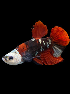 Male Halfmoon Plakat - Red Koi Copper #0016 - Live Betta Fish