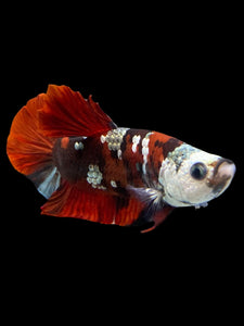 Male Halfmoon Plakat - Red Koi Copper #0016 - Live Betta Fish